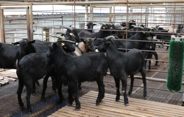 ▲흑염소 사육 농가 모습. (사진제공=전남농업기술원)